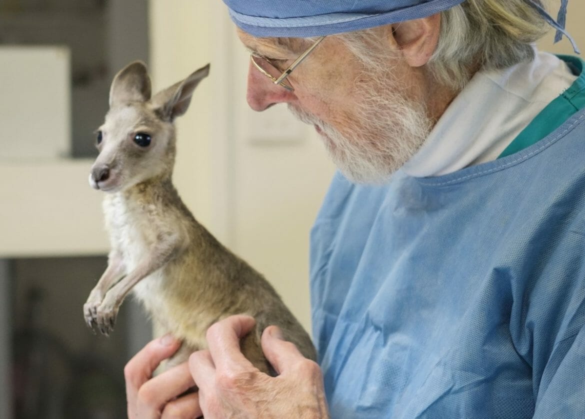 Howard3 Howard, le docteur des kangourous