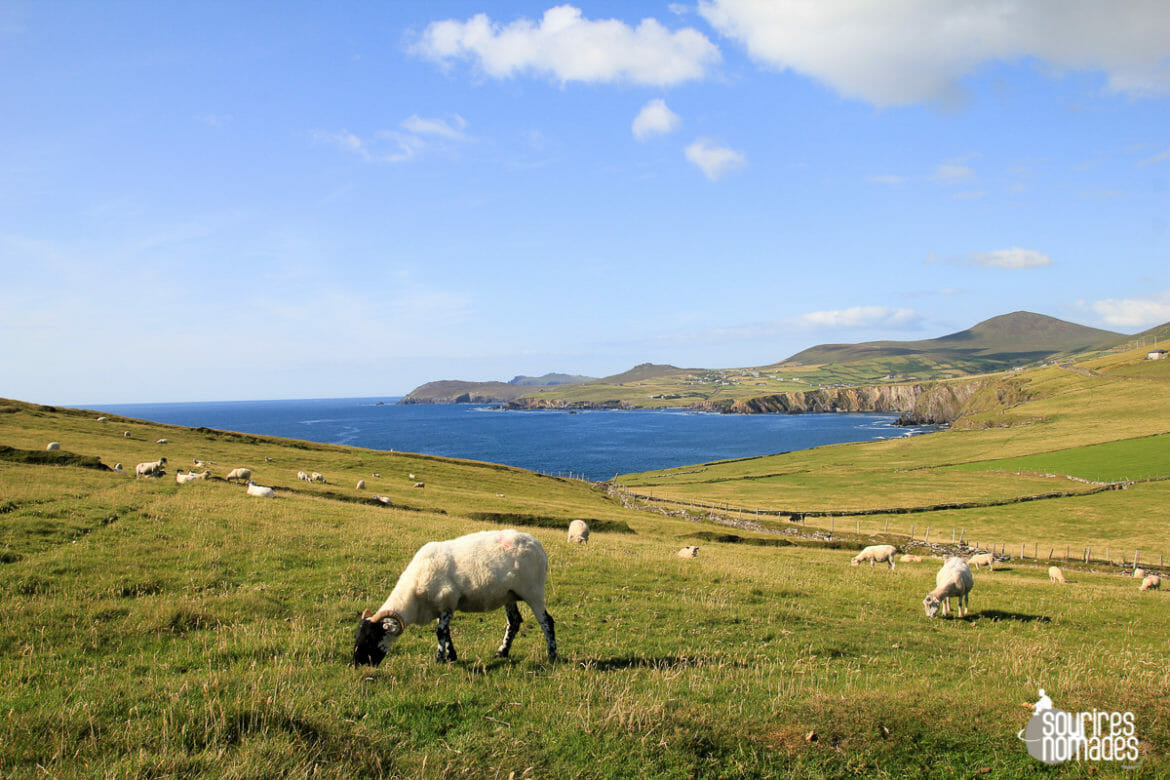 La péninsule de Dingle, coup de cœur irlandais